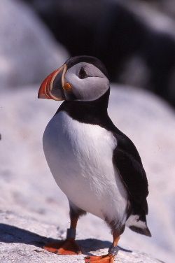 atlanticpuffin4.jpg